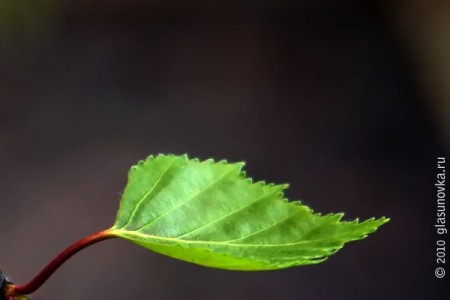 Берёзовый листок