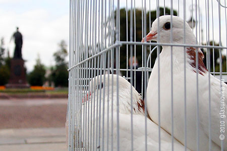 Почтовые голуби сидят и ждут Вашего письма. Мы их кормим, они не жалуются.