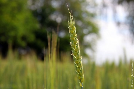 Налитой колос пшеницы — лучшая награда за труд земледельца