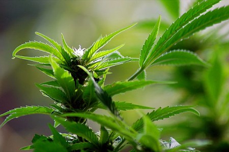 Конопля (Cannabis Sativa) — повсеместно распространеннее дикорастущее растение.