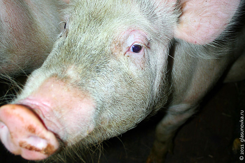 Минимальная температура содержания свиней зимой и летом